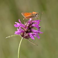 Small Skipper 2 